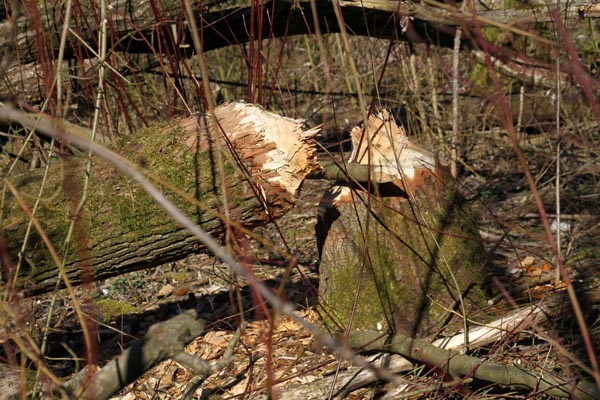 Seeuferreinigung_2018-03-24_IMG_8920.jpg